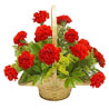 Flowers to Hyderabad
