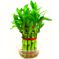 Lucky Bamboo Plant. Christmas Gifts to Hyderabad Same Day Delivery