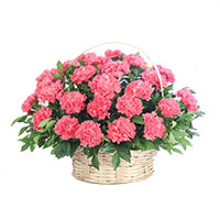 Valentine's Day Flowers to Hyderabad. Pink Carnation Basket 24 Flowers