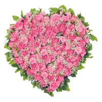 Order Diwali Flowers to Hyderabad consisting Pink Carnation Heart 50 Best Flowers in Hyderabad
