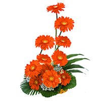 Send Rakhi with Flowers. Orange Gerbera Basket of 12 Flowers to Hyderabad