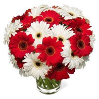 Christmas Flowers in Hyderabad to Send Red White Gerbera in Vase 20 Flowers in Hyderabad