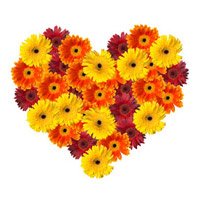 Send Online Mixed Gerbera Heart 50 Flowers to Hyderabad on Rakhi