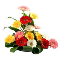 Christmas Flowers Deliver Online Mixed Gerbera Basket 15 Flowers to Hyderabad India