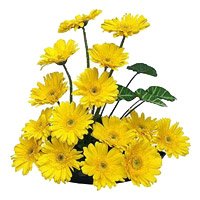 Deliver Diwali Flowers in Hyderabad. 15 Yellow Gerbera in Basket Flowers to Hyderabad Same Day