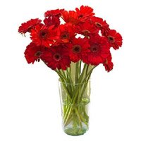 Place Online Order to Send New Year Flowers to Hyderabad. Red Gerbera in Vase 12 Flowers