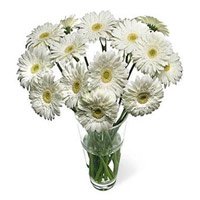 Diwali Flowers Delivery in Hyderabad including White Gerbera in Vase 12 Flowers to Hyderabad