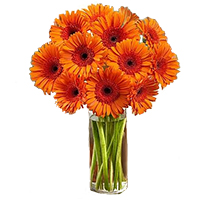 Deliver Diwali Flowers Online of Orange Gerbera in Vase 24 Flowers in Hyderabad