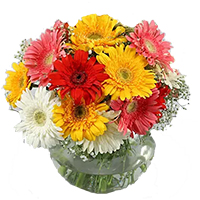 Get Online Christmas Flowers to Hyderabad. Mixed Gerbera Vase 12 Flowers