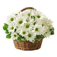 Flowers to Hindustan  Cables Hyderabad : White Gerbera to Hindustan  Cables Hyderabad