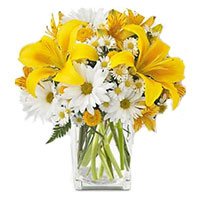 Fresh Christmas Flower Delivery in Hyderabad including 3 Yellow Lily 9 White Gerbera in Vase