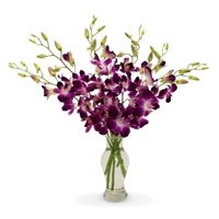 Place Online Order to Send Flowers to Hyderabad consisting Purple Orchid Vase 10 Flowers Stem
