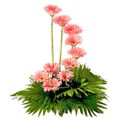 Flowers to Hyderabad