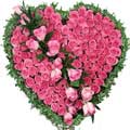  Flowers to Hyderabad
