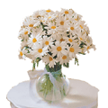 Send  Flowers to Hydrabad