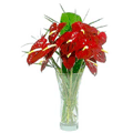 Send  Flowers to Hydrabad