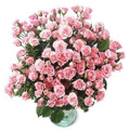 Flowers to Hyderabad : Send Flowers to Hyderabad