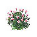Send Flowers to Hyderabad : Flowers to Hyderabad