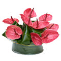 Flowers to Hyderabad, Valentine's Day Flowers to Hyderabad