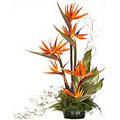 Flowers to Hyderabad, Send Flowers to Hyderabad