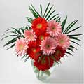 Flowers to Hyderabad
