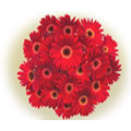 Flowers to Hyderabad