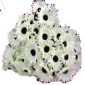 Flowers to Hyderabad