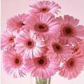Flowers to Hyderabad