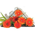 Flowers to Hyderabad