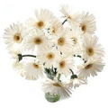 Flowers to Hyderabad