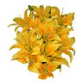 Send Flowers to Hyderabad