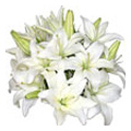 Send Flowers to Hyderabad