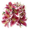Send Flowers to Hyderabad