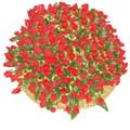 Valentine'sDay Flowers to Hyderabad 