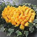Flowers to Hyderabad