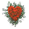 Flowers to Hyderabad : Send Flowers to Hyderabad