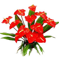 Send Flowers to Hyderabad Online