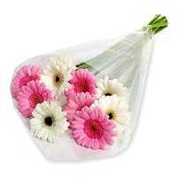 Hyderabad Flower Delivery : Pink White Gerbera to Hyderabad