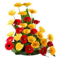 Valentine's Day Flowers in Hyderabad. Red Yellow Gerbera Arrangement 36 Flowers to Tirupati