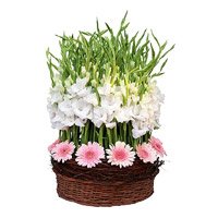 Send Valentine's Day Flowers to Vijayawada send to Pink Gerbera White Glad Basket 30 Flowers