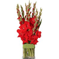 Send Online Flowers to Hyderabad