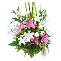 Online Valentines Day Flowers to Secunderabad available 6 Pink White Lily 6 White Roses Basket