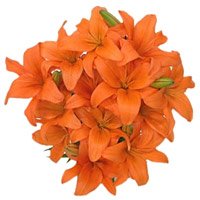 Diwali Flowers in Hyderabad. Orange Lily Bouquet 15 Flower Stems