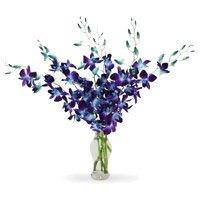 Best Orchid Flowers to Hyderabad
