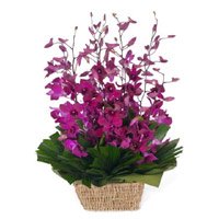 Same Day Valentine's Day Flowers to Hyderabad comprising 10 Purple Orchids Flower Basket