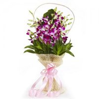 Diwali Flower to Hyderabad. Purple Orchid Bunch of 8 Stems Flowers in Hyderabad